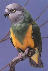Poicephalus senegalus, Mohrenkopfpapagei, Senegal Parrot